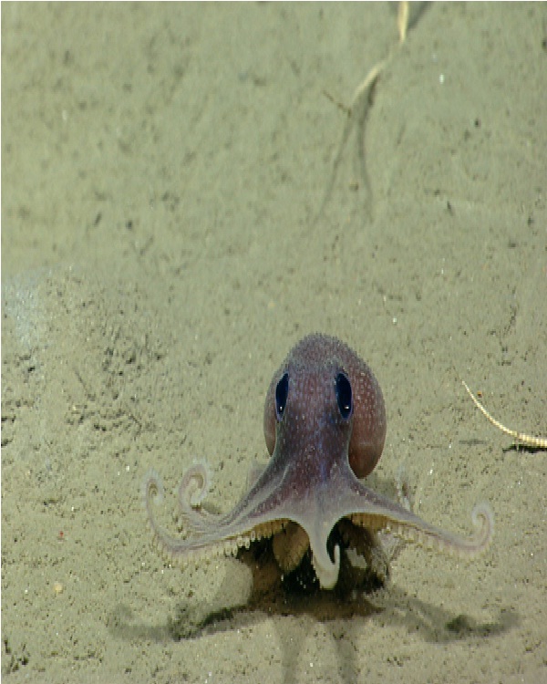 Baby Octopus-Cute Sea Creatures