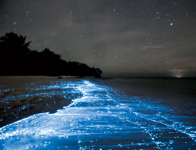 Glowing waves-Most Fascinating Natural Phenomena