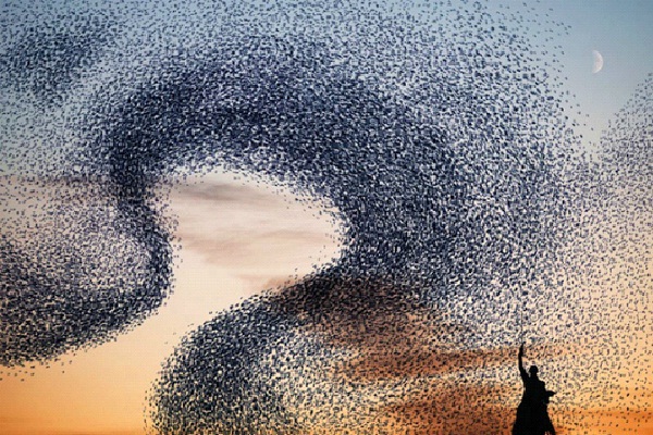 Entrance-Most Amazing Bird Formations In Sky
