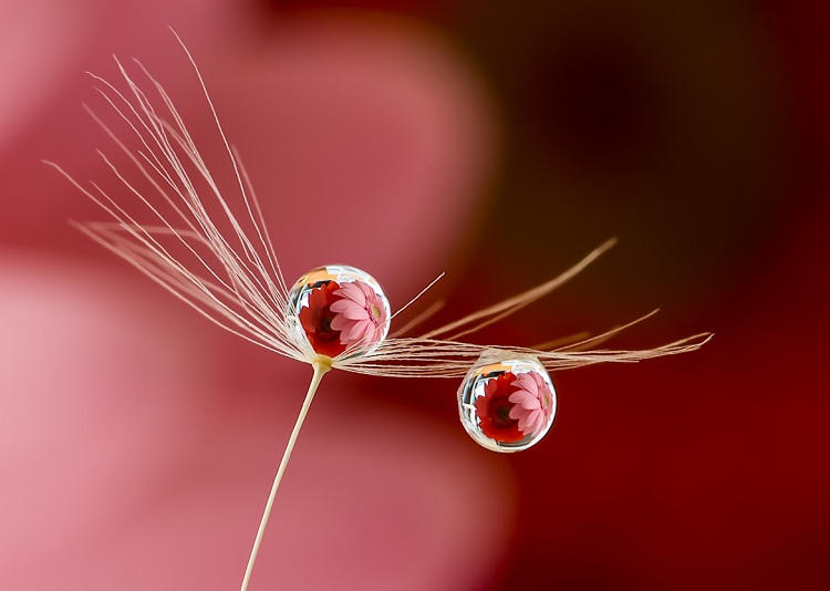 Crimson-Amazing Water Droplet Photography By Miki Asai