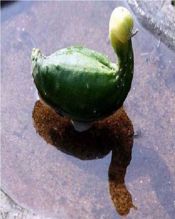 Swan cucumber-Top 15 Weirdest Shaped Fruits/vegetables