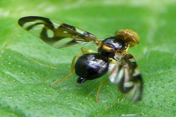 Tephritid fly-Insects Which Mimic Ants But Are Not Ants