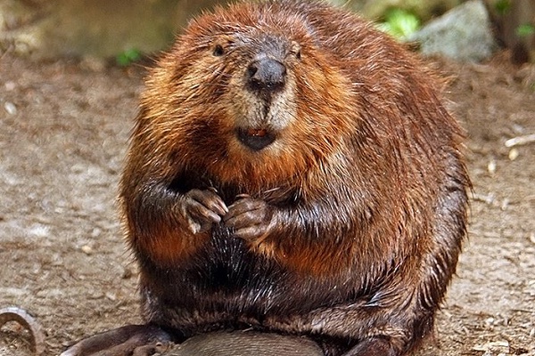 Beaver chasing-Most Ridiculous Excuses For Calling In Sick