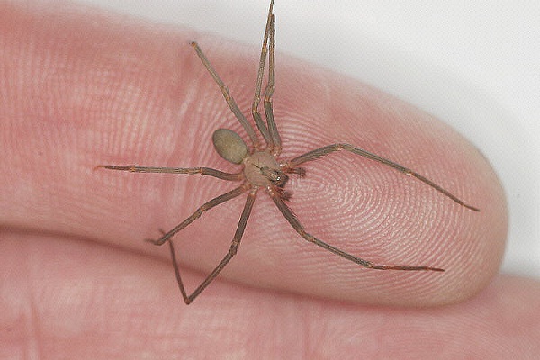 Brown recluse-Most Dangerous Insects