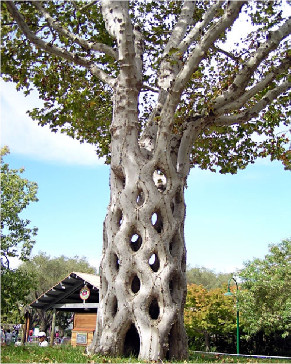 Basket Tree-Amazing Trees