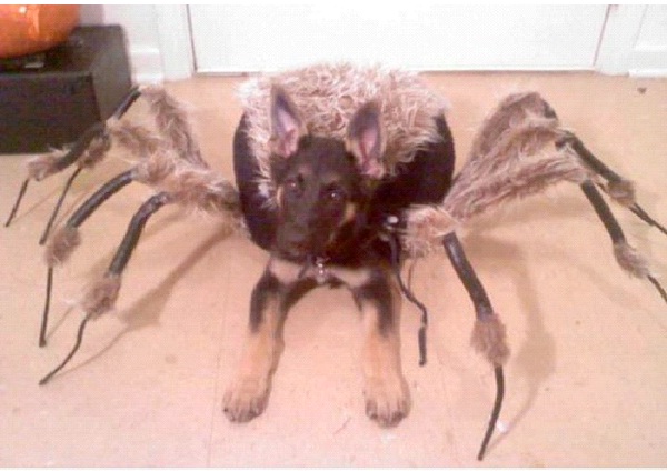 Spider Dog-Most Scary Dogs