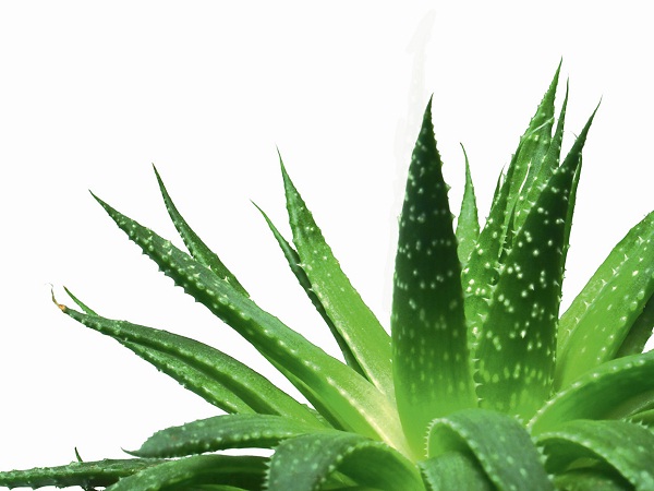 Aloe Vera-Simple Home Remedies For Pimples
