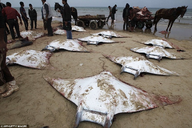 Manta rays-Bizarre Things That Washed Up On Beaches