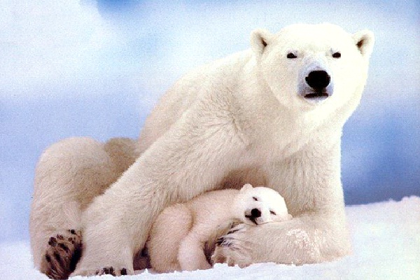 Polar Bear - Introvert, Sensing, Feeling, Judging (ISFJ)-Know What Animal You Are Through Personality Test