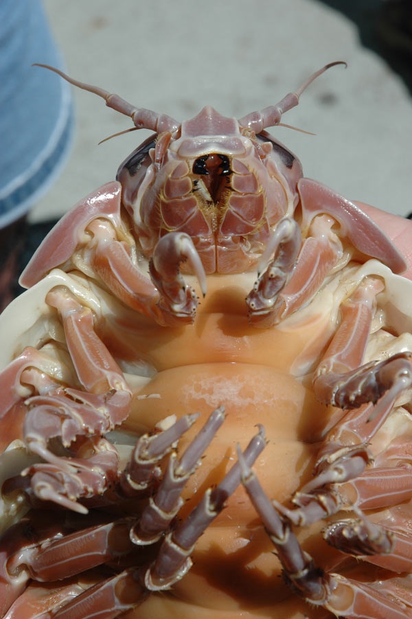 Giant isopod-Animals You Won't Believe Are Real
