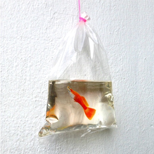 Takeaway Fish-Bizarre 3D Paintings By Keng Lye