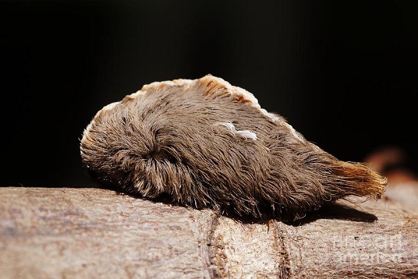 Puss Caterpillar-Bizarre Creatures Found In The Amazon Rain Forest