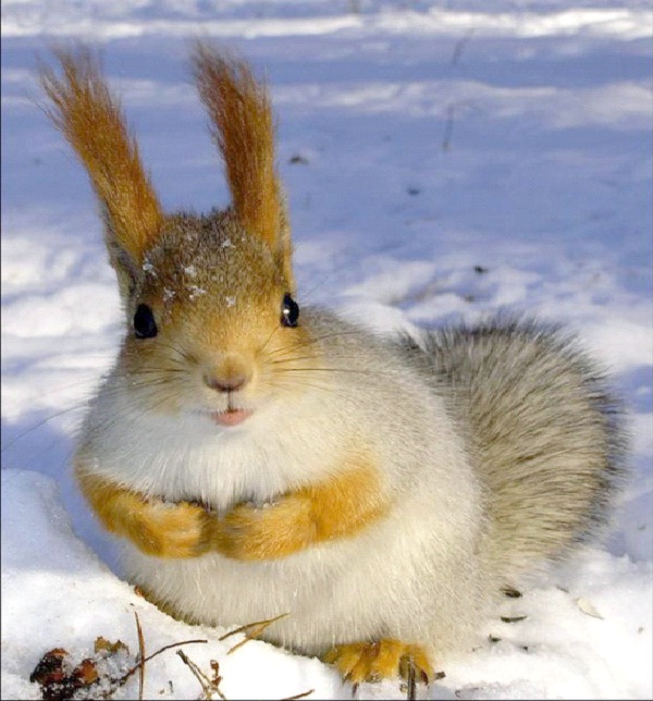 Squirrel-Most Intelligent Animals