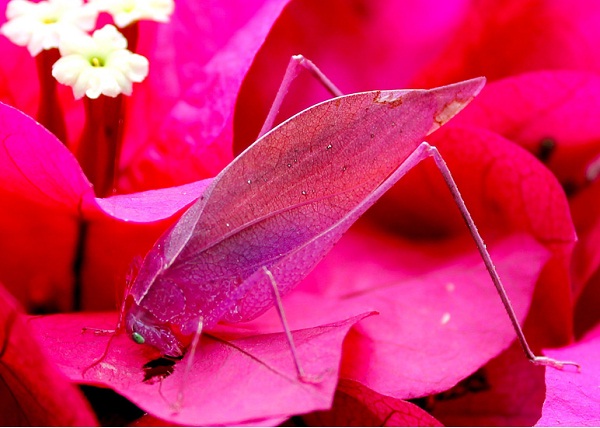 Pink Lady Katydid-Cutest Bugs Ever
