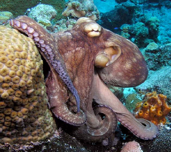 Octopus-Most Intelligent Animals