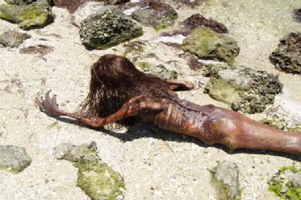 Washed ashore?-Real Life Mermaid