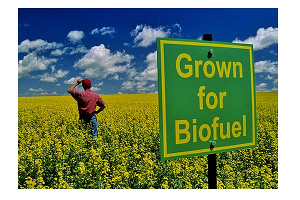 Biofuel-Renewable Energy Sources