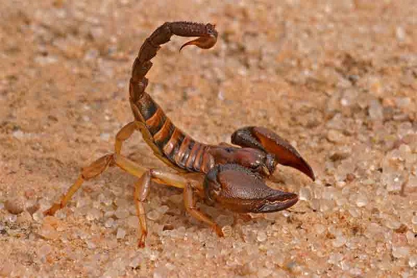 Scorpion-Deadliest Insects