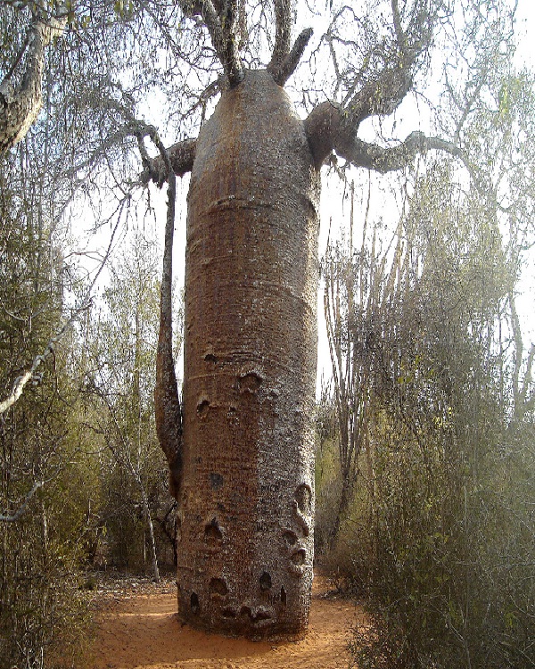 Teapot Baobab-Amazing Trees