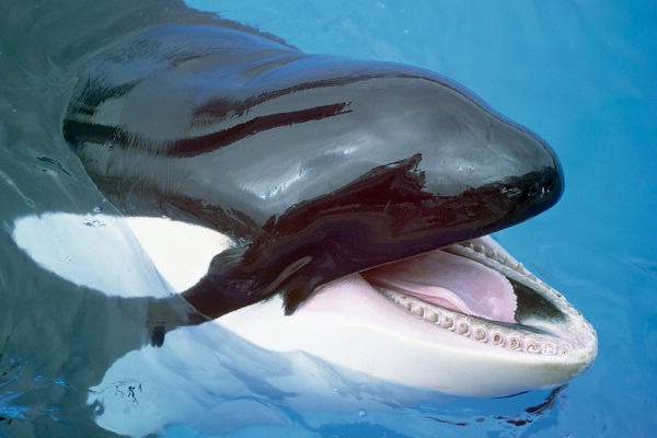 Killer Whale-Most Dangerous Ocean Animals