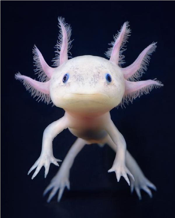 Axoloti-Cute Sea Creatures