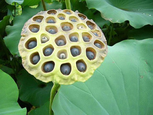 Bloomed Lotus Pods-Worst Nightmares For Trypophobics(Fear Of Holes)