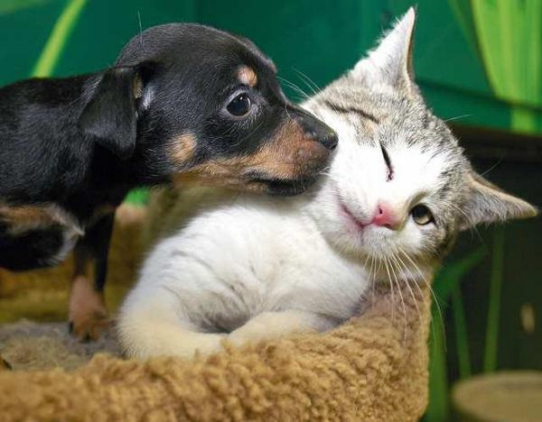The puppy and the kitten-Wonderful Friendship Between Animals