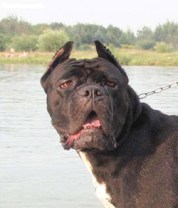 Cane Corso-Most Aggressive Dog Breeds