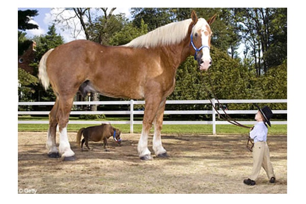 Radar The Tallest Horse-World's Biggest Pets