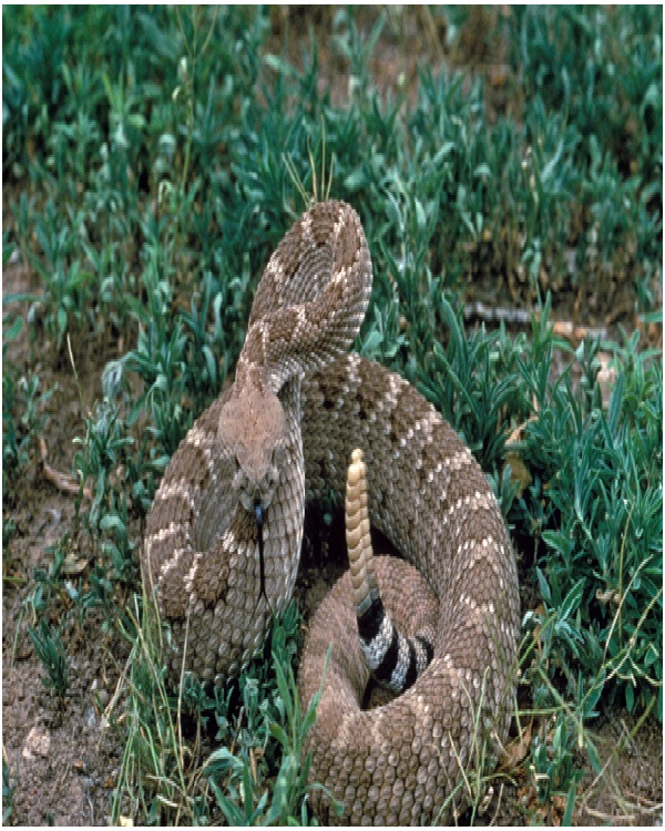 Western Diamondback Rattlesnake-Most Dangerous Snakes In The World