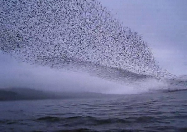 Wave-Most Amazing Bird Formations In Sky