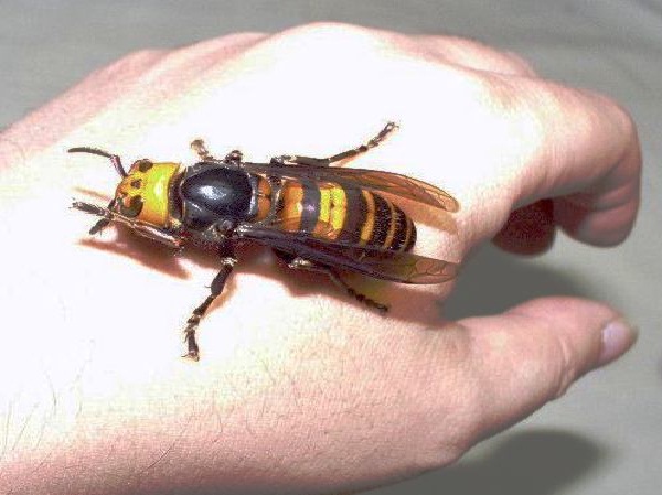 Asian Hornet-Most Dangerous Insects