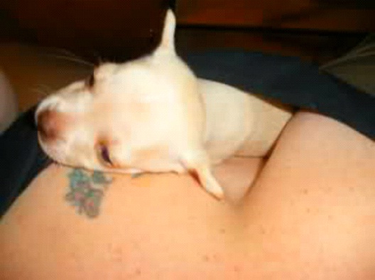 I Don't Want To Ever Get Up-Pics Of Pets Being Cozy With Female Breasts