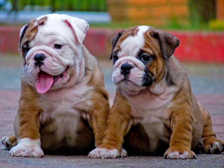 Two Young Wrinkly Dogs Together-Cool Wrinkly Dogs