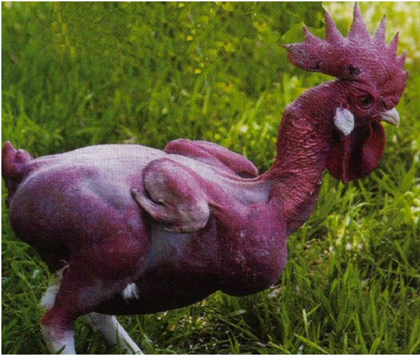 Featherless Rooster-Scary Deformed Animals