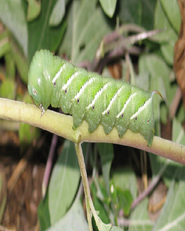Hornworm-Edible Insects