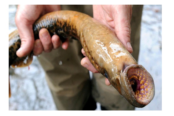 360 Year Old Lamprey Living Fossil-Freaky Scientific Discoveries