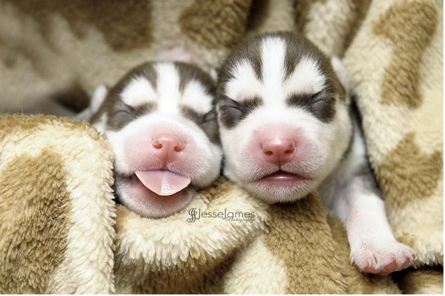 Snap!!-Cutest Puppies