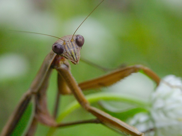 Praying Mantis-Cutest Bugs Ever