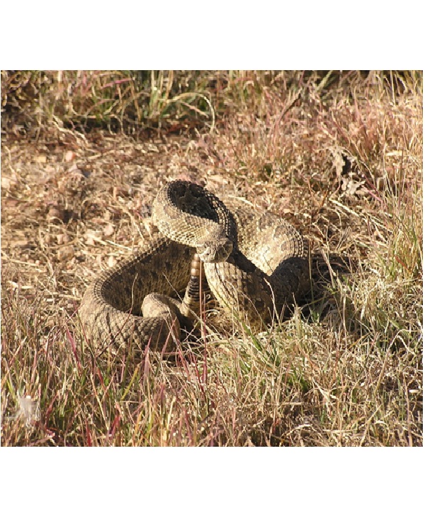 Prairie Rattlesnake-Most Dangerous Snakes In The World