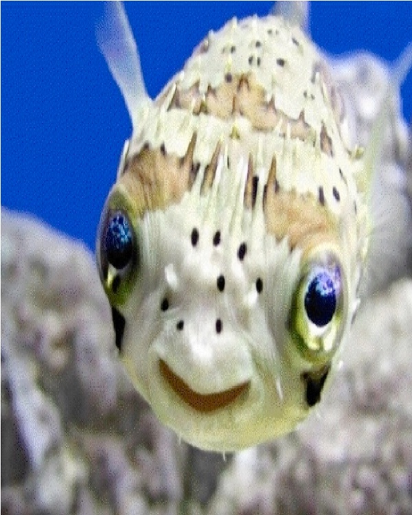 Puffer Fish-Cute Sea Creatures