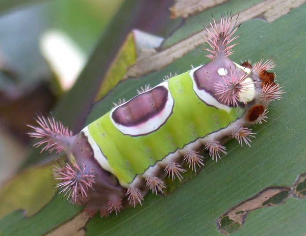 Saddleback Caterpillar-Cutest Bugs Ever
