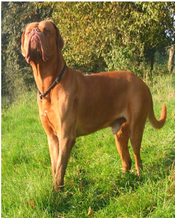Dogue De Bordeaux Aka French Mastiff-Most Expensive Dogs In The World