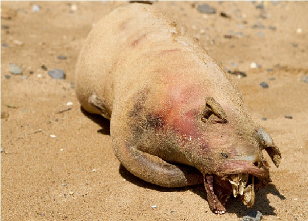 The East River Monster-Bizarre Things That Washed Up On Beaches