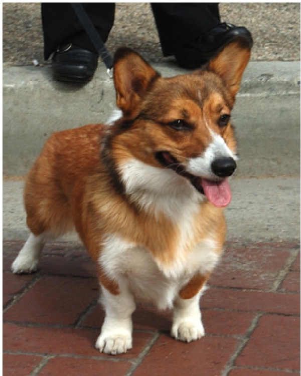 Pembroke Welsh Corgi-Most Expensive Dogs In The World