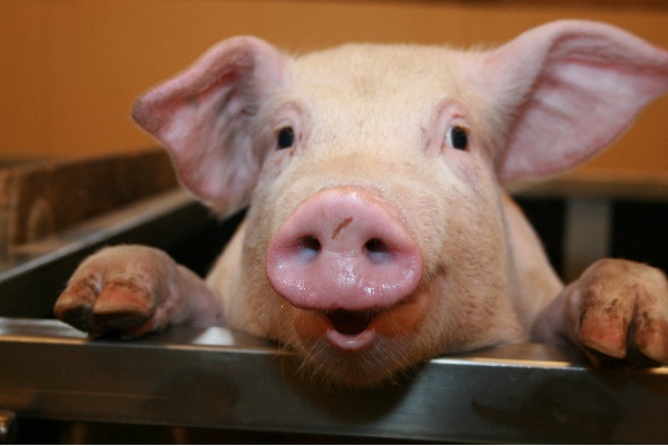 11% Tasty-Fascinating Facts About Bacon