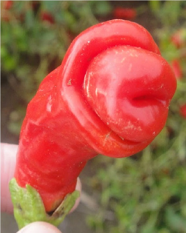 Penis Chili-Top 15 Weirdest Shaped Fruits/vegetables