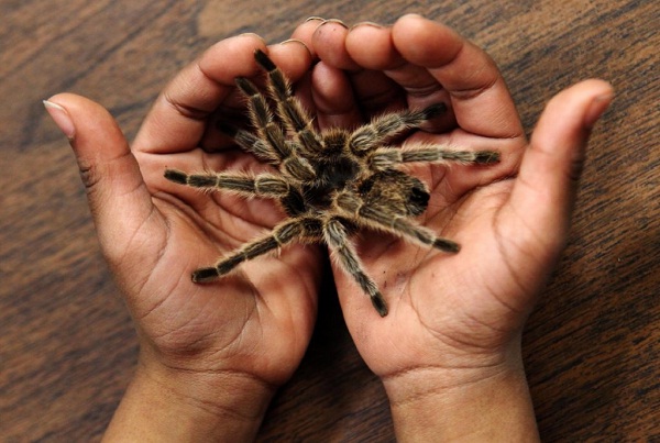 Tarantula-Unusual Pets That Are Legal To Own