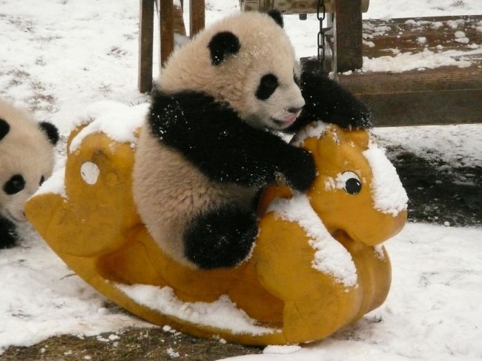 Baby Panda Riding A Rocking Horse-15 Images That Show, You Must Visit A Baby Panda Daycare Once