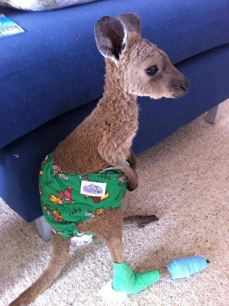 Kangaroo-Adorable Baby Animals